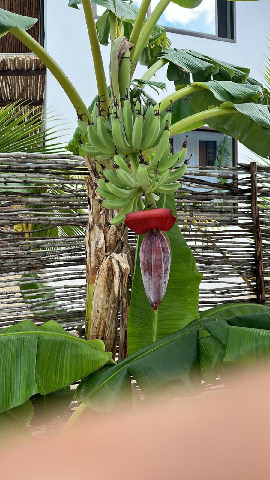 Maracuja Villa Zanzibar Bwejuu Εξωτερικό φωτογραφία